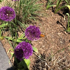 Meet your Posher, Caitlin